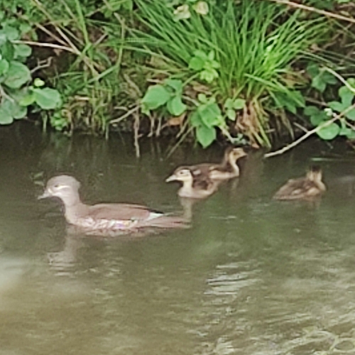 Canard mandarin, jeune