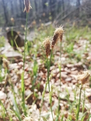 Carex pilosa