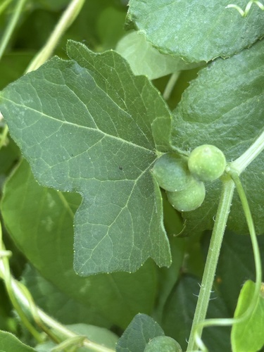 White Bryony