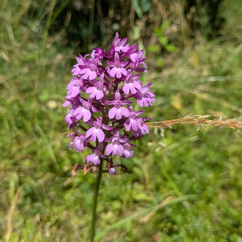 pyramidal orchid