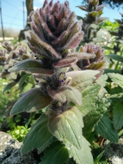 Ajuga orientalis