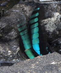Graphium sarpedon sarpedon