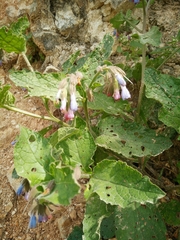 Symphytum brachycalyx