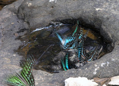 Graphium sarpedon sarpedon