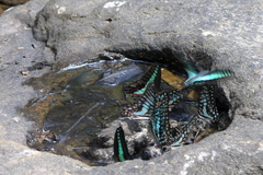 Graphium sarpedon sarpedon