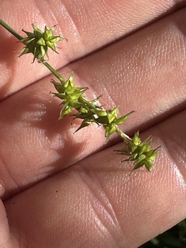 Carex atlantica, 2026-06-13