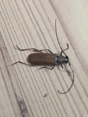 Knulliana cincta spinifera