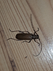 Knulliana cincta spinifera