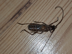 Knulliana cincta spinifera