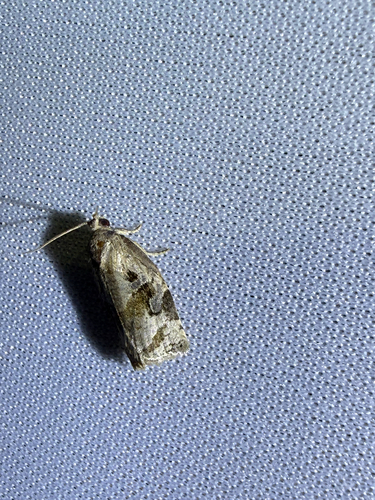Gray Archips Moth photo 5