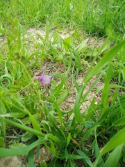 Vicia peregrina