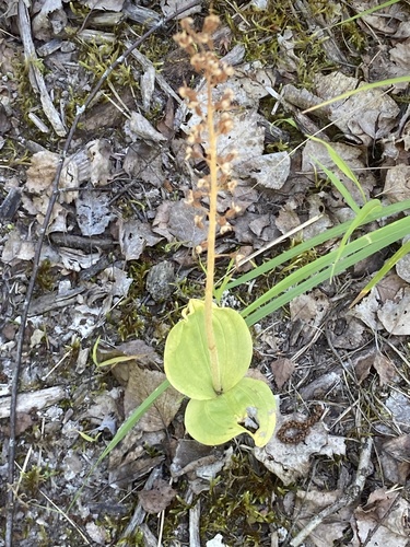 Common Twayblade