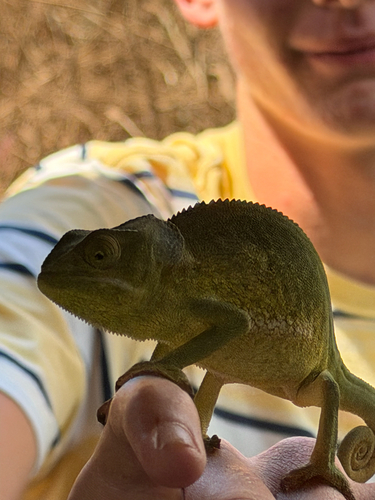 Flap-necked Chameleon