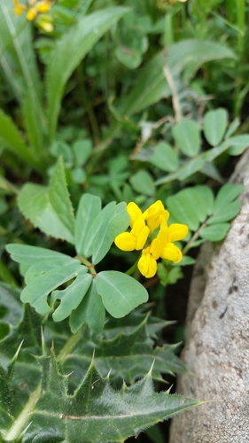 Securigera parviflora