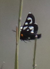 Alypia mariposa