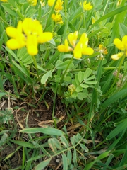 Securigera parviflora