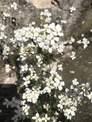 Saxifraga granulata