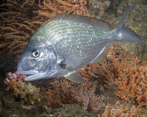 Gold-line sea bream (Rhabdosargus sarba) — Sparidae
