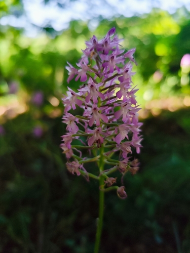 pyramidal orchid
