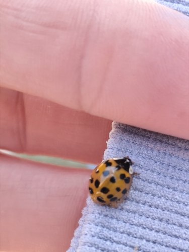 Asian Lady Beetle