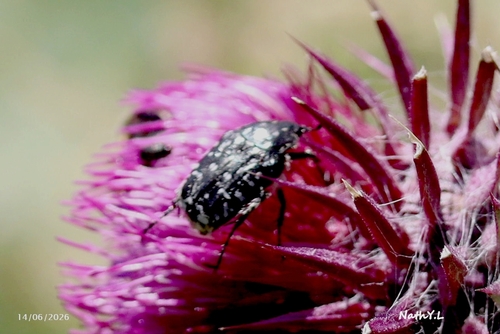 Mediterranean Spotted Chafer