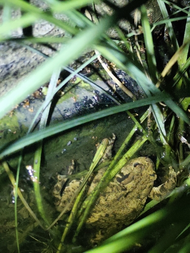 European Toad