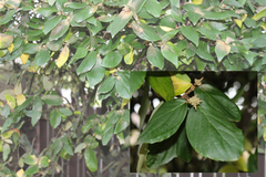 Viburnum × burkwoodii