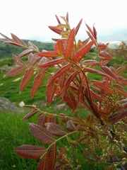 Pistacia terebinthus palaestina