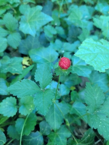 mock strawberry