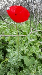 Papaver umbonatum