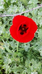 Papaver umbonatum