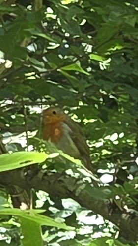 European Robin