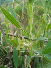 Lathyrus gorgonei