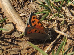 Lycaena phlaeas