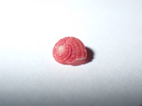 Clanculus corallinus observed 2026-06-07