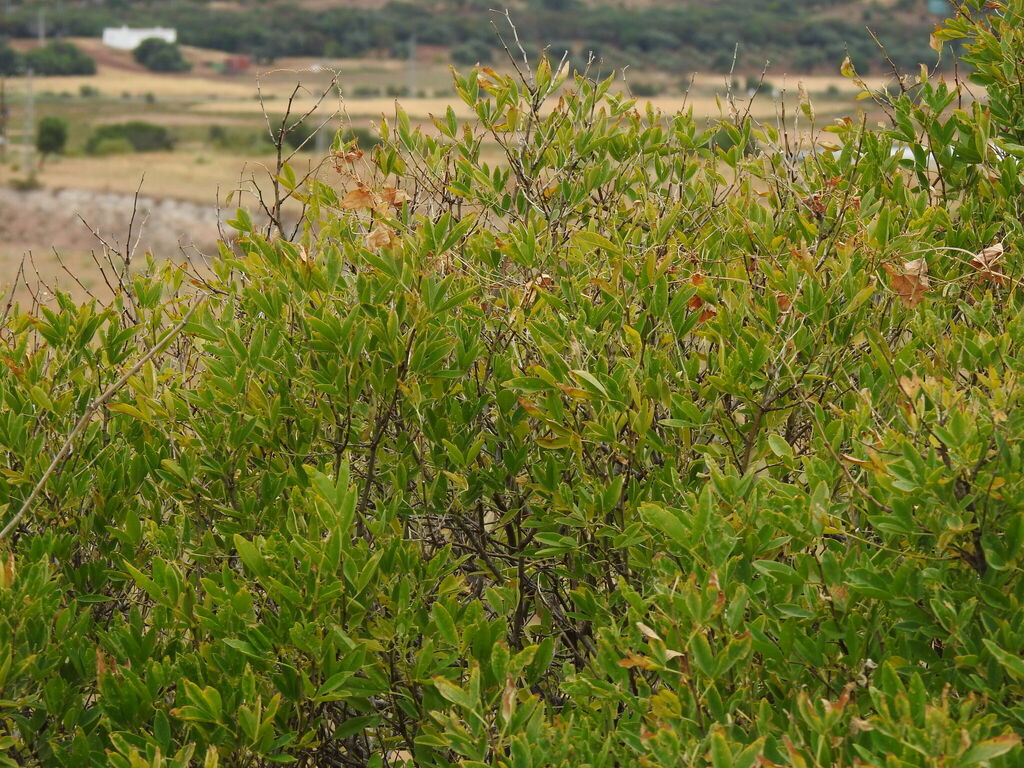 Anagyris foetida; photograph (c) Duarte Frade, some rights reserved (CC BY)