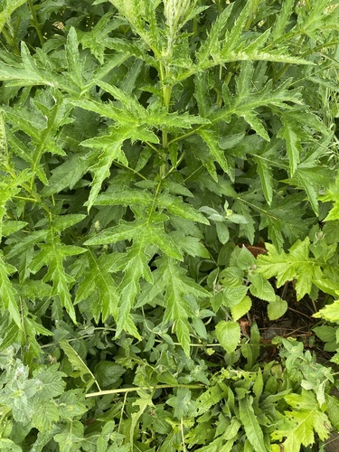 Echinops exaltatus, photograph 3