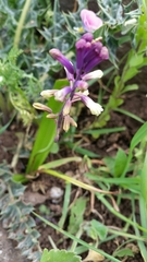 Bellevalia trifoliata