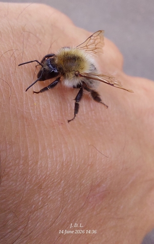Common Carder Bumble Bee