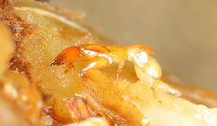 Apocrypta guineensis