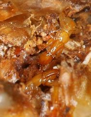 Apocrypta guineensis