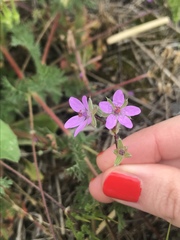 Erodium cicutarium