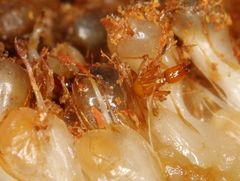 Apocrypta guineensis