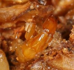 Apocrypta guineensis