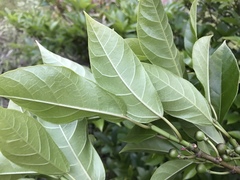 Ficus erecta erecta