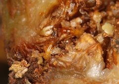 Apocrypta guineensis