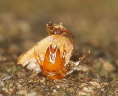 Apocrypta guineensis