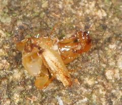 Apocrypta guineensis