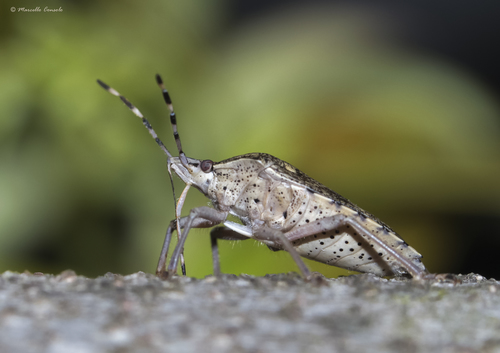 Graue Gartenwanze