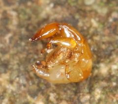 Apocrypta guineensis